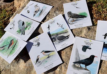 Festival das Aves 2018
