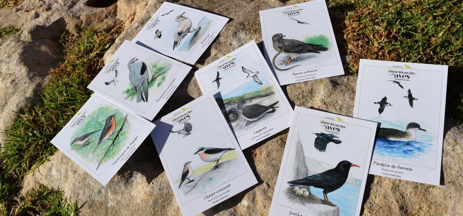 Festival das Aves 2018