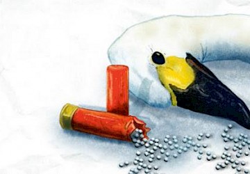 Chumbo de caça é risco de saúde pública na Europa