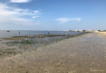 Estudo conclui que estuários com ervas marinhas expostas a efluentes de ETAR são mais saudáveis