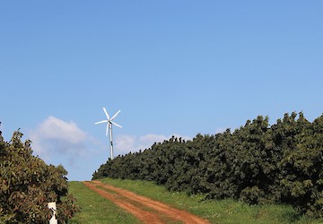 Habitantes de Barão de São João não conseguem dormir com barulho provocado por ventiladores anti-geada, em terrenos de produção de abacates