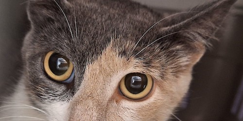 Centro de recolha oficial de animais de Faro já recolheu um total de 1000 animais