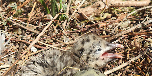 Maior colónia do mundo da gaivota-de-audouin vive na Ria Formosa e está a crescer