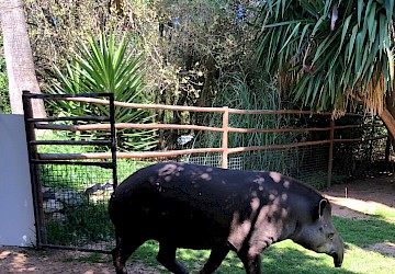 Novos animais e novas espécies no Zoo de Lagos
