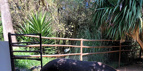 Novos animais e novas espécies no Zoo de Lagos