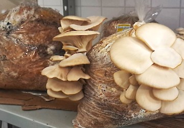 Escola de Hotelaria e Turismo do Algarve produz cogumelos biológicos