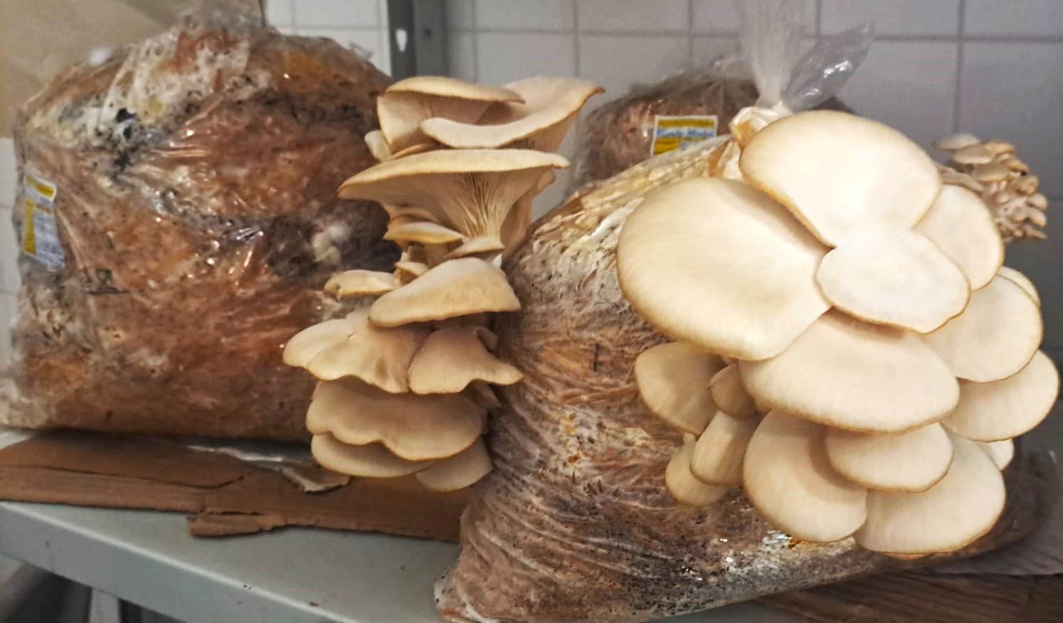 Escola de Hotelaria e Turismo do Algarve produz cogumelos biológicos