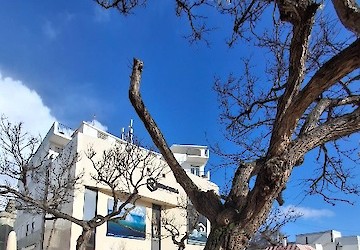 Intervenções preventivas no arvoredo urbano em Lagos