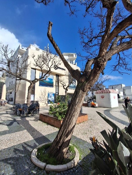 Intervenções preventivas no arvoredo urbano em Lagos