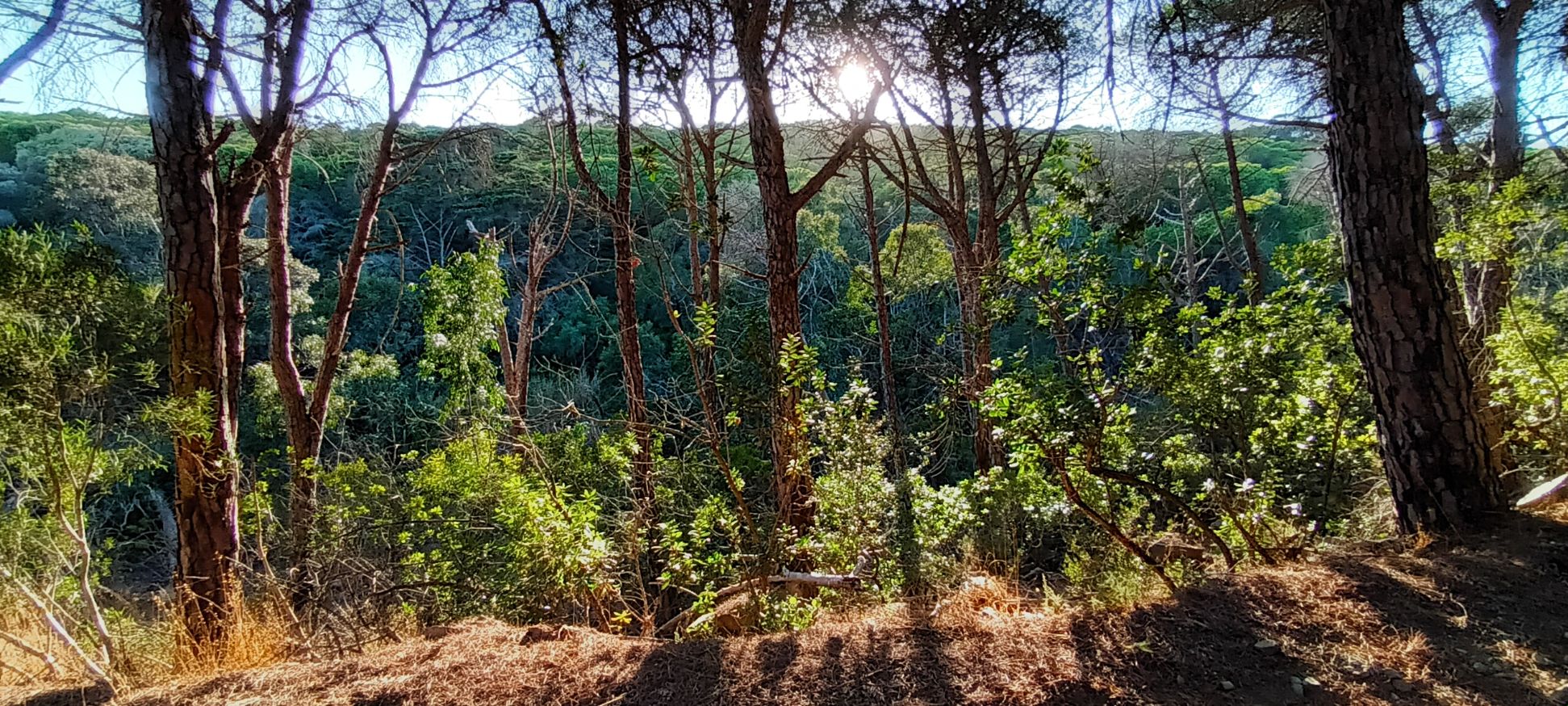 Projecto piloto Escutar a Mata – intervenção em Barão de S. João