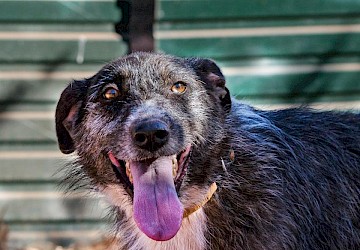 Guia essencial para integrar um animal de estimação na sua família
