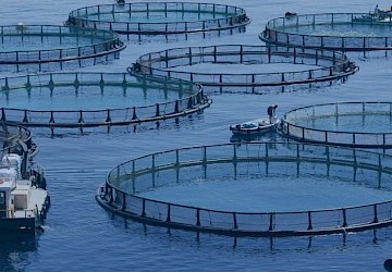 DGRM disponibiliza para Consulta Pública a proposta de PAqAT - Plano para a Aquicultura em Águas de Transição