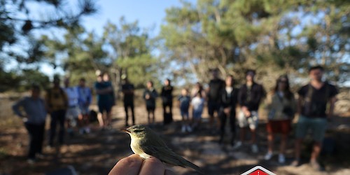 Arranca amanhã em Sagres o maior festival de natureza do país