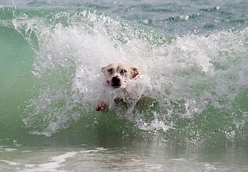 PAN ALGARVE QUER PRAIAS PARA CÃES NA REGIÃO