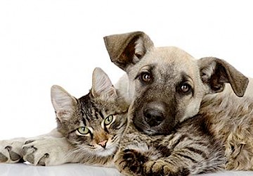 Lagos lança campanha solidária de esterilização de animais de companhia