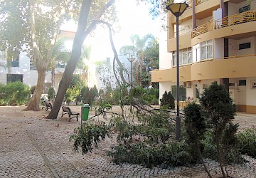 Pernada de árvore gigante e perigosa cai em jardim esquecido na Marina Sol