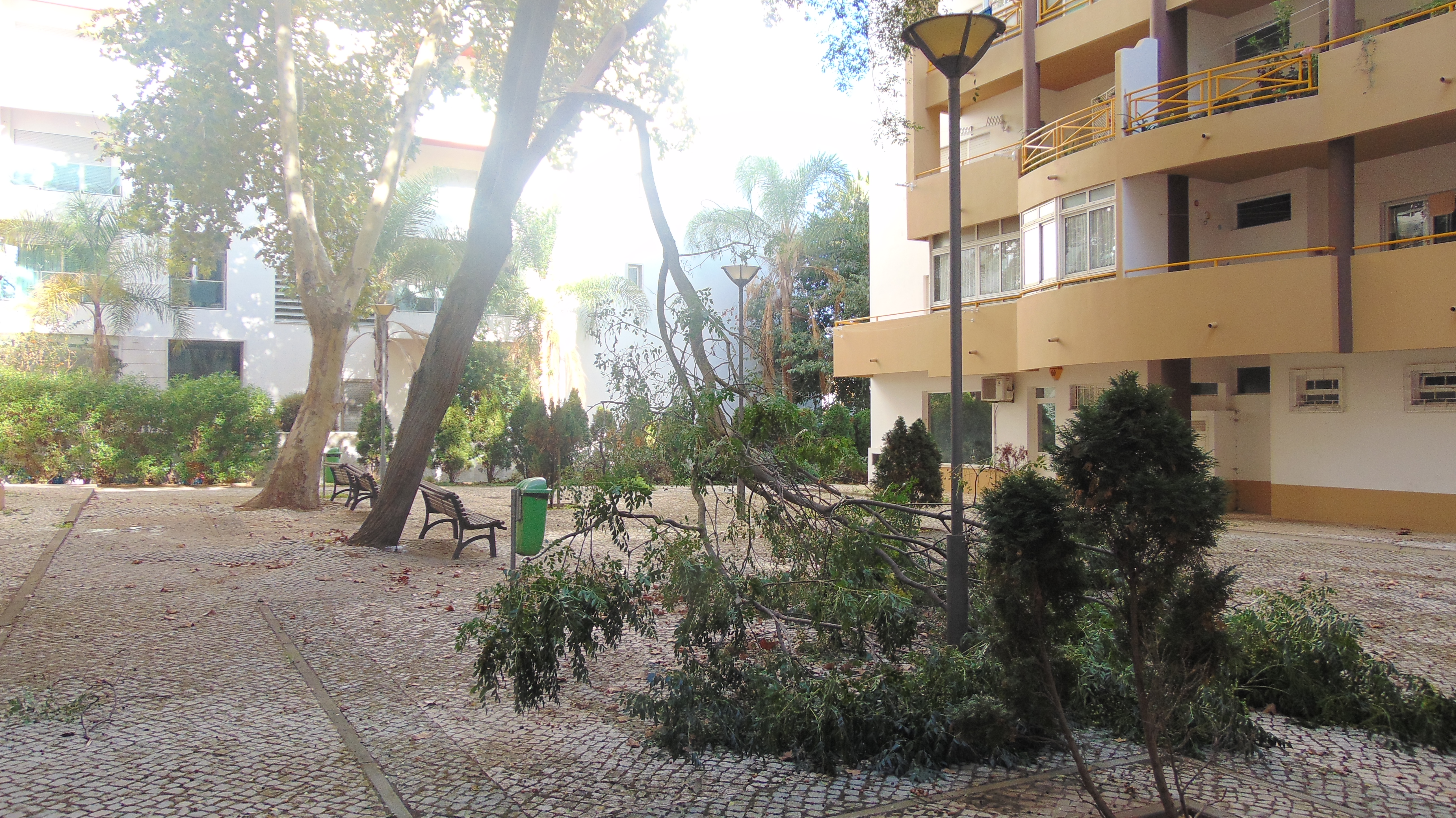Pernada de árvore gigante e perigosa cai em jardim esquecido na Marina Sol