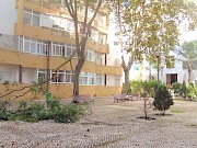 Pernada de árvore gigante e perigosa cai em jardim esquecido na Marina Sol - 1