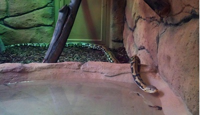 Zoo de Lagos recebe Piton reticulada apreendida