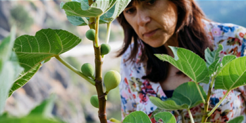 Até 17 de Fevereiro, os fruticultores do futuro podem candidatar-se à Academia do Centro de Frutologia Compal