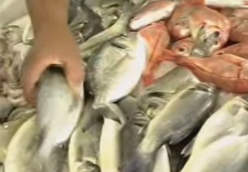 “Que características devo procurar no peixe para saber se é fresco?” A DECO INFORMA…