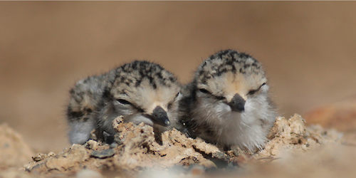 Salinas no Algarve vão ter micro-ilhas para que aves possam construir ninhos