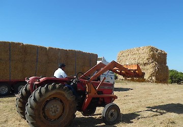 Apoio à alimentação animal nos concelhos afectados pelos incêndios já iniciou