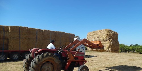 Apoio à alimentação animal nos concelhos afectados pelos incêndios já iniciou