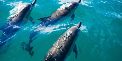 Festival de Observação de Aves & Actividades de Natureza de Sagres promove webinar "Utilização de drones na investigação de cetáceos"