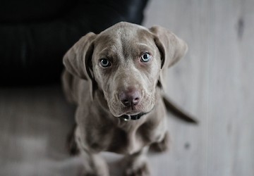 Descubra os mitos da desparasitação dos animais de companhia e o impacto na sua saúde