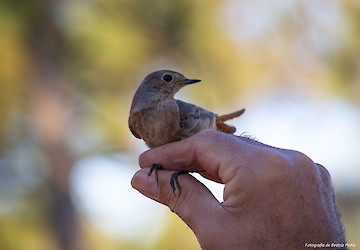 Festival de Observação de Aves & Actividades de Natureza celebra a migração em Sagres há 12 anos