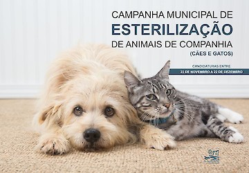 Município de Lagos promove nova campanha de esterilização de animais de companhia